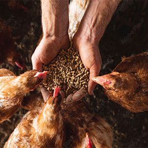 Animal Feed and Care