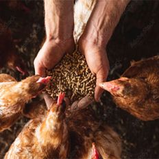 Animal Feed and Care